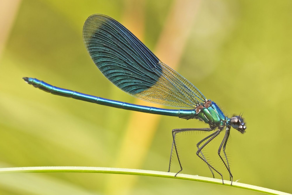 close-up-of-damselfly-on-leaf-924596546-5ada7738c67335003731d221